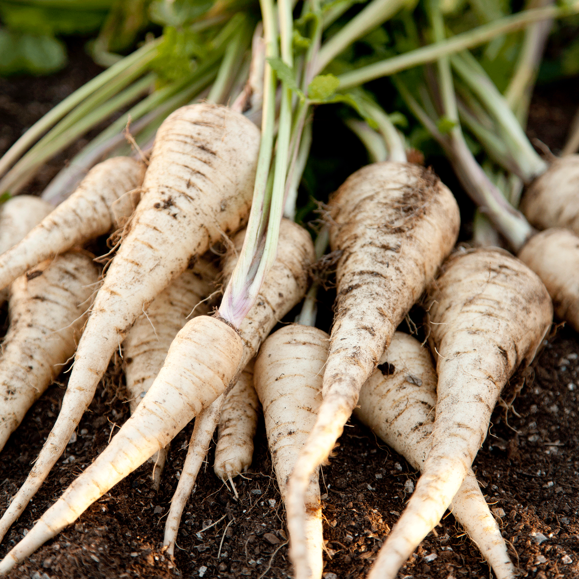 parsnips