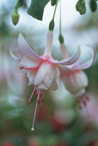 pale pink double flowered tender fuchsia in full bloom
