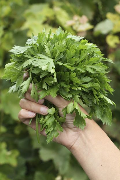 Hand Holding A Bouquet Of Parsley