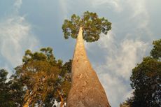 A tall tree in Malaysia.