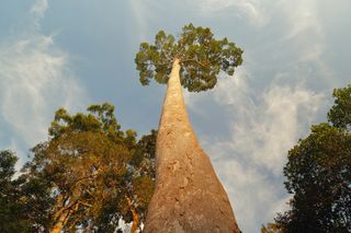 A tall tree in Malaysia.
