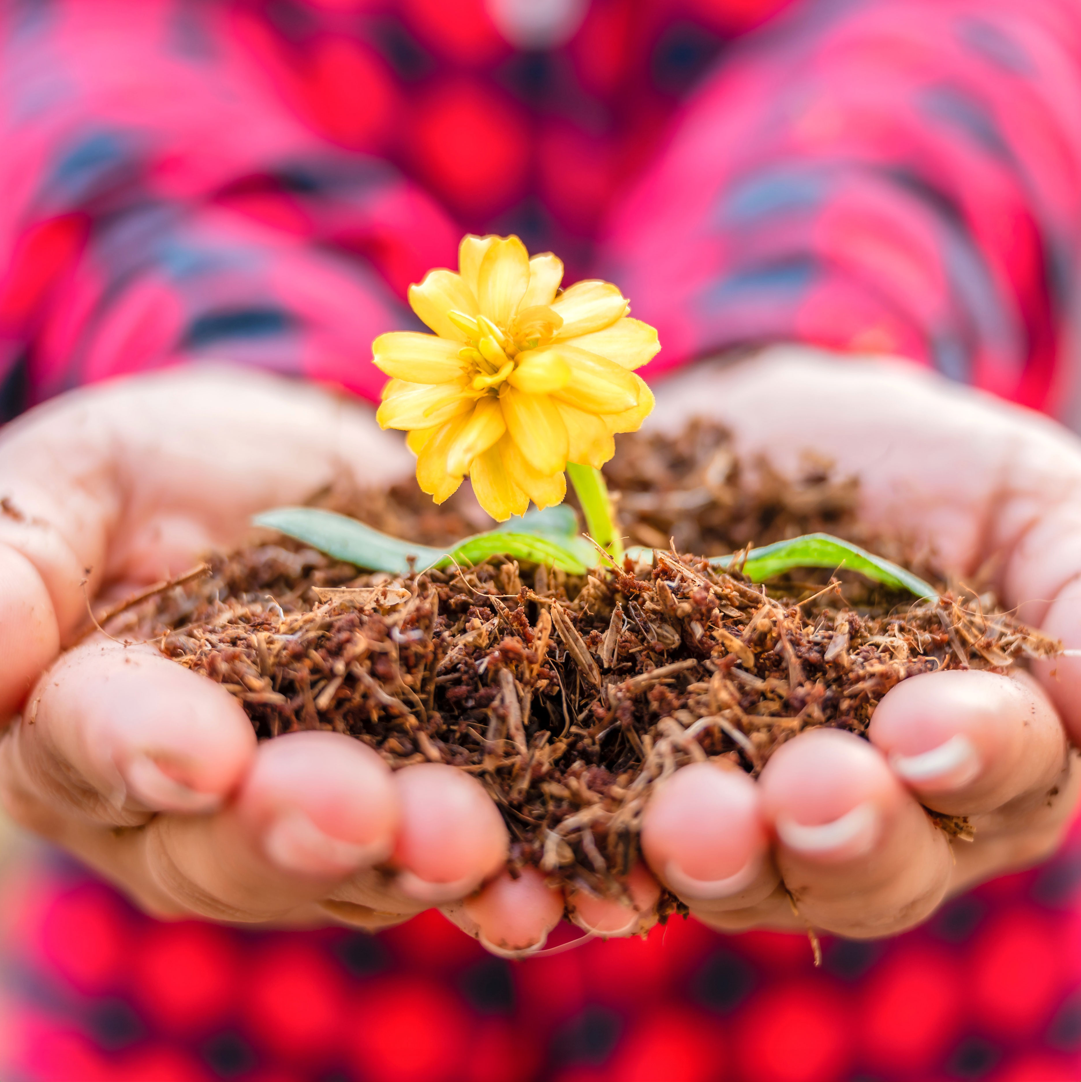 hands holding soil with small yellow flower planted in center