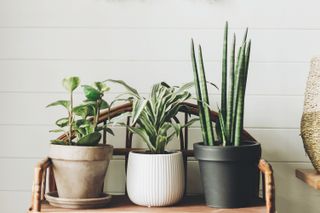 row of potted plants