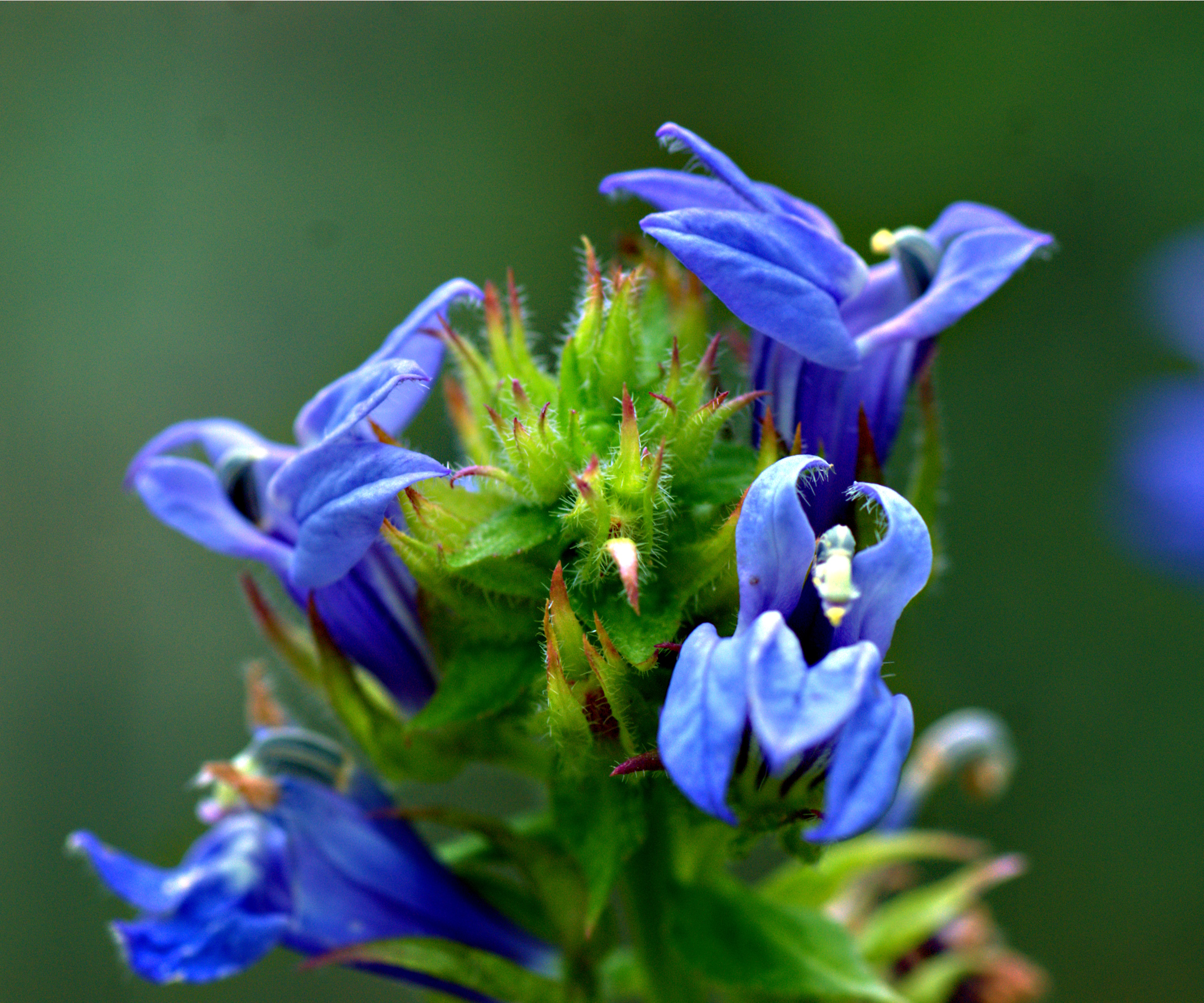 Lobelia siphilitica