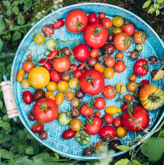 tomato bowl crop