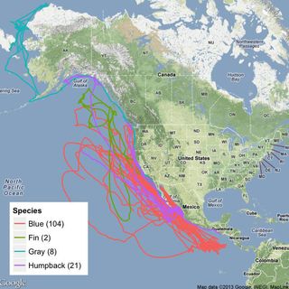 Plot of four different whale species along the US west coast.