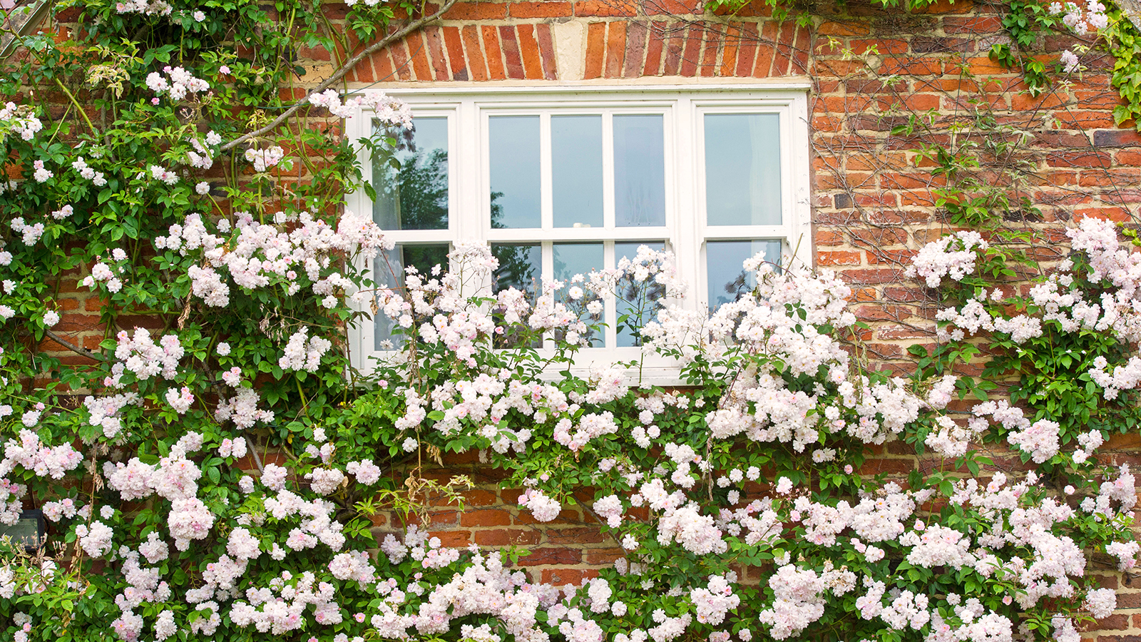 'Paul's Himalayan Musk' rambling rose growing against the wall of a house