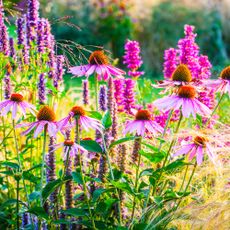 Summer border filled with purple coneflowers, agastache and ornamental grass