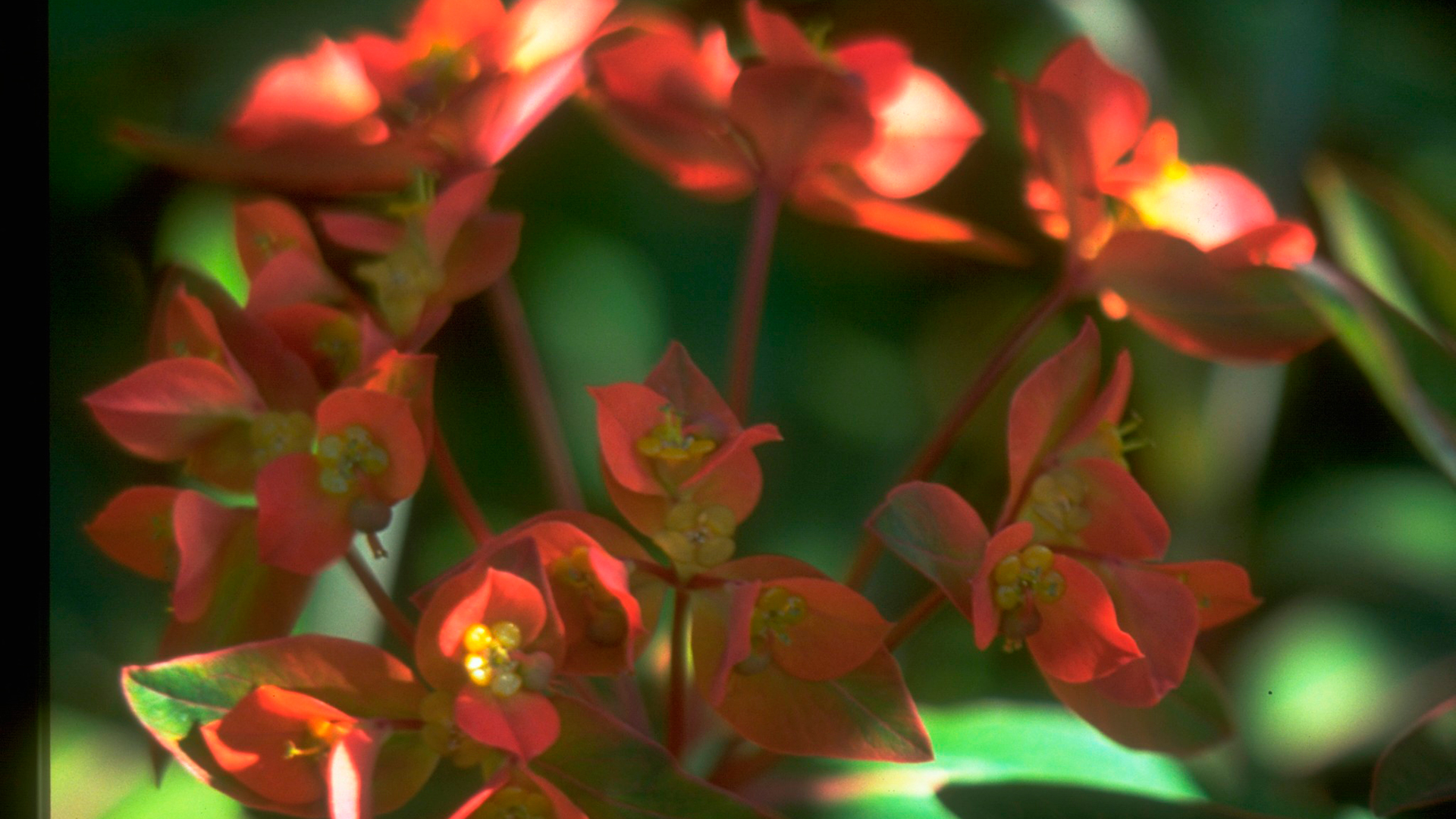 Euphorbia plant