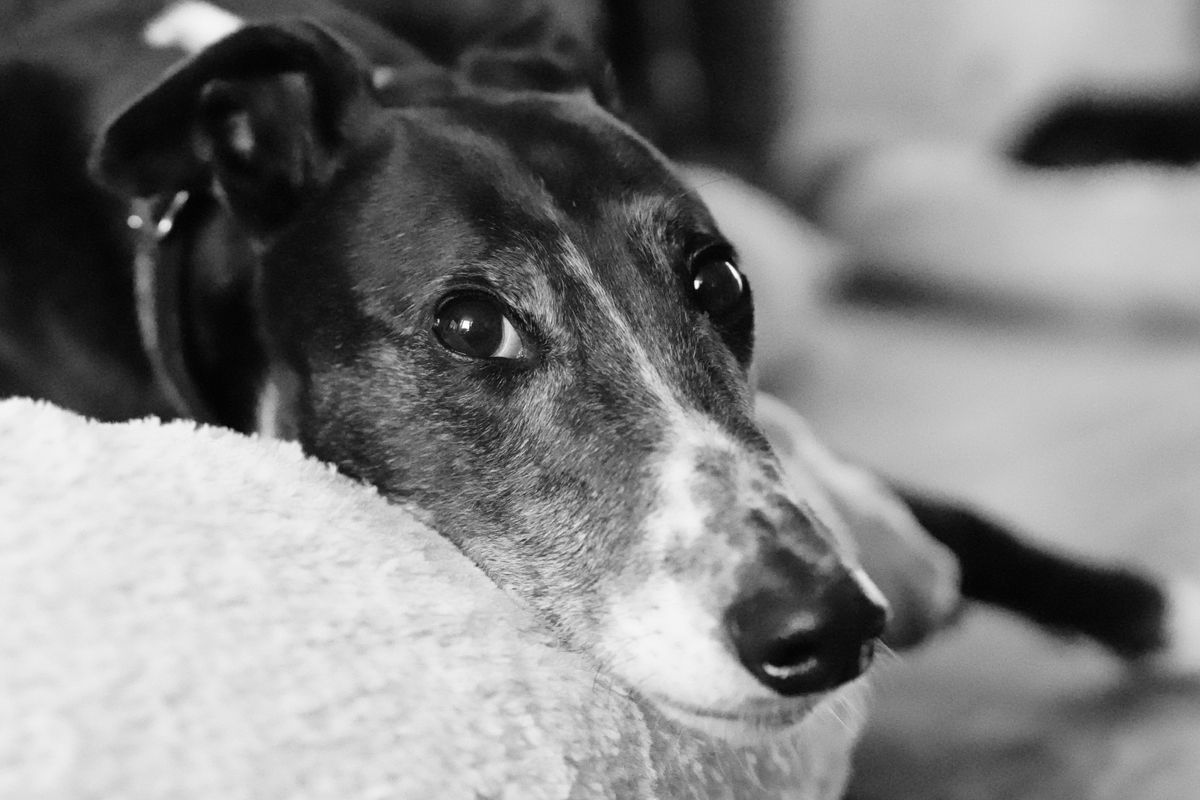 A black and white photo of a greyhound lying on a bed looking at the camera.
