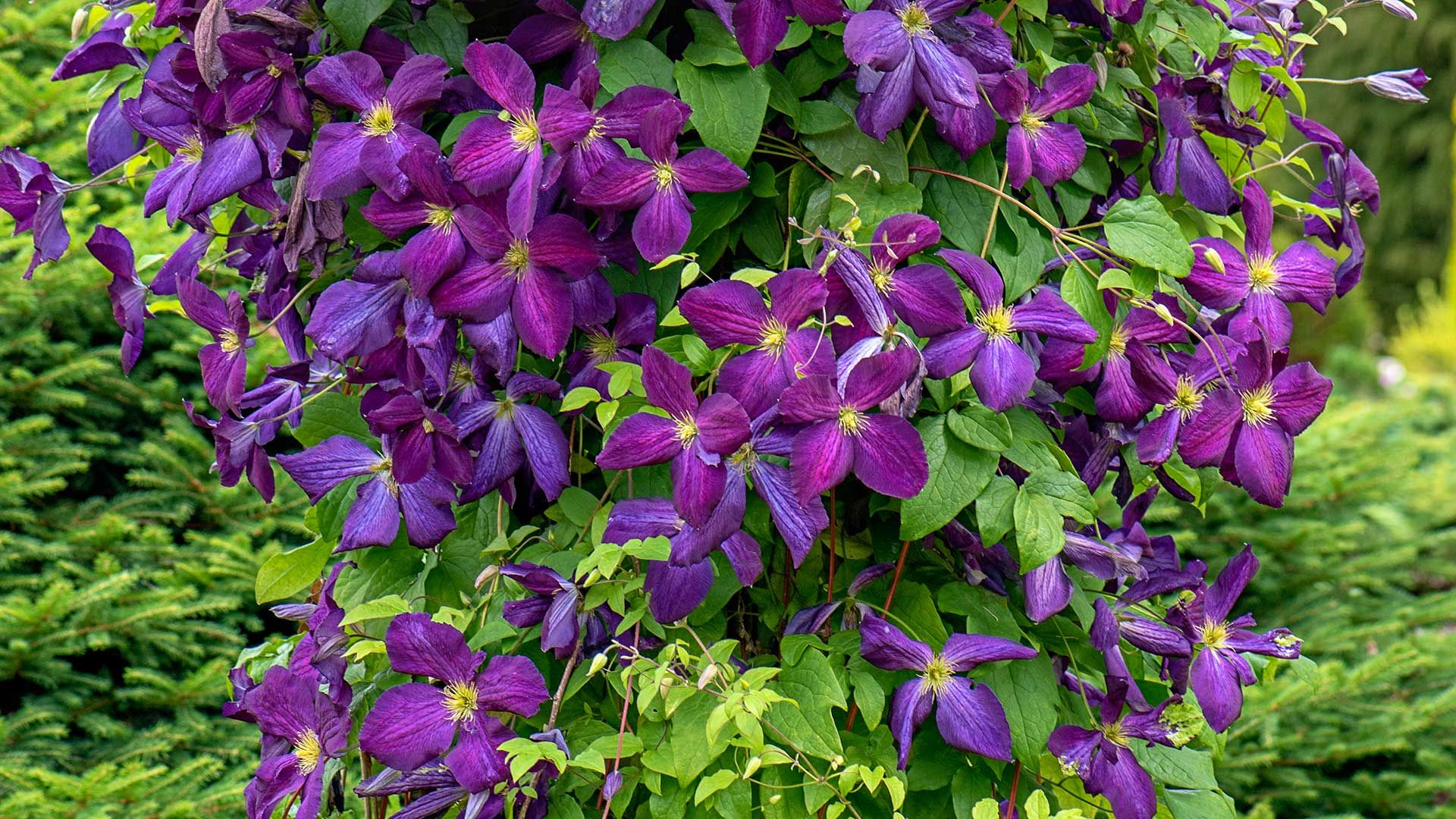 purple clematis flowers