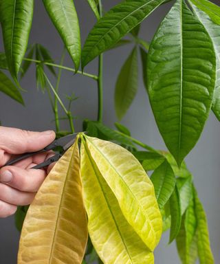 person pruning yellow leaves from an indoor money tree