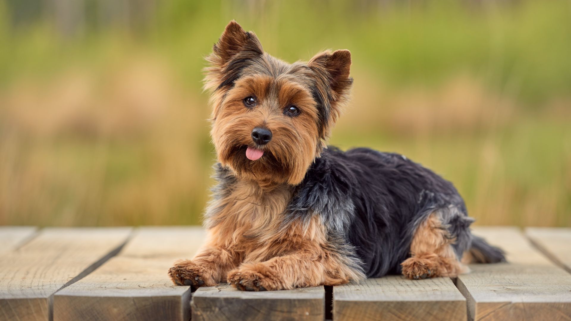Yorkshire terrier
