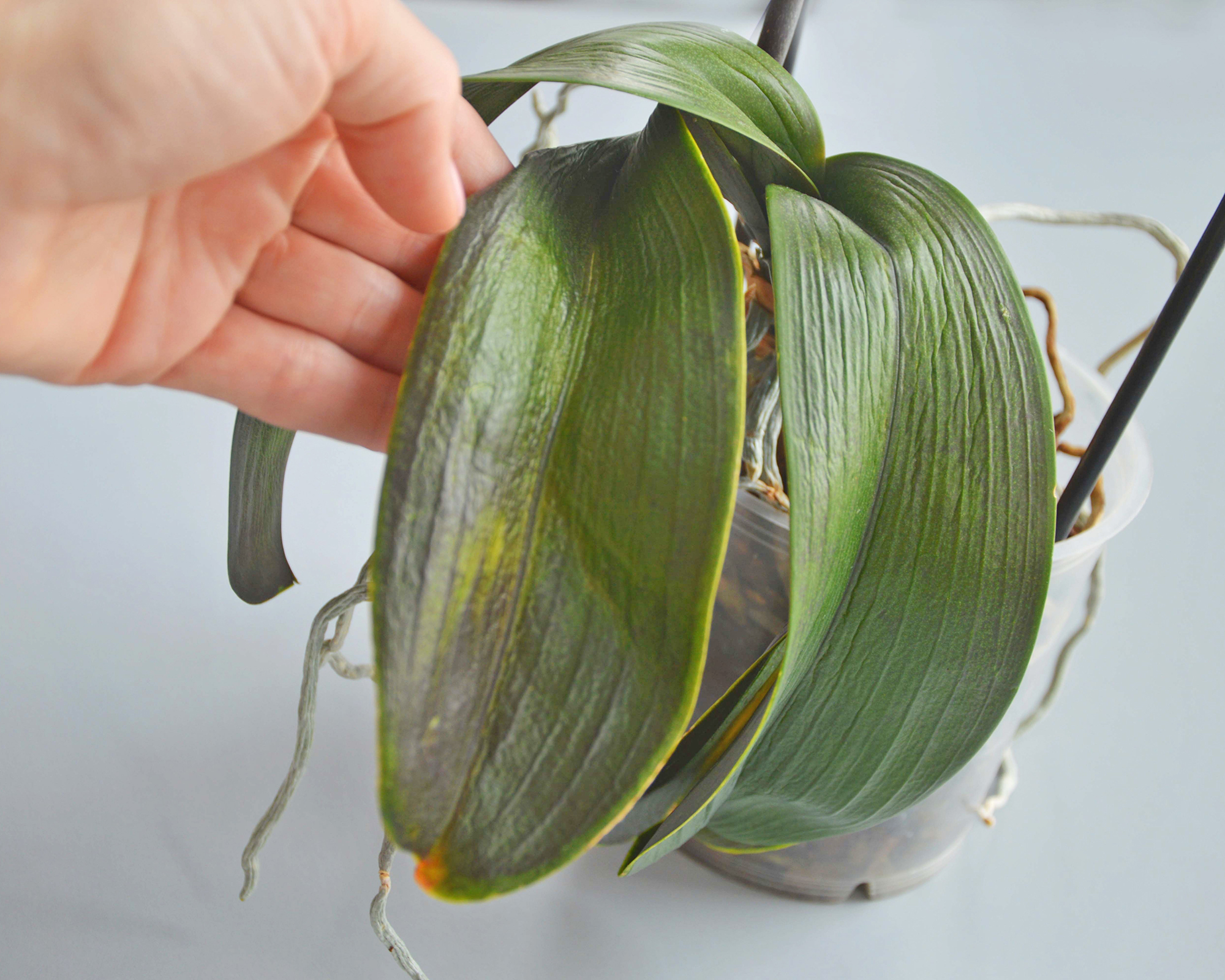 Grower inspects wrinkled orchid leaves