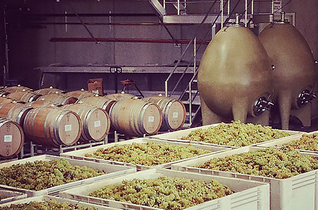 Fresh harvest Ramey Wine Cellars