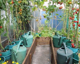 Tomato plants, stripped of their lower leaves to encourage a better harvest, growing in raised borders in a greenhouse on an English allotment garden