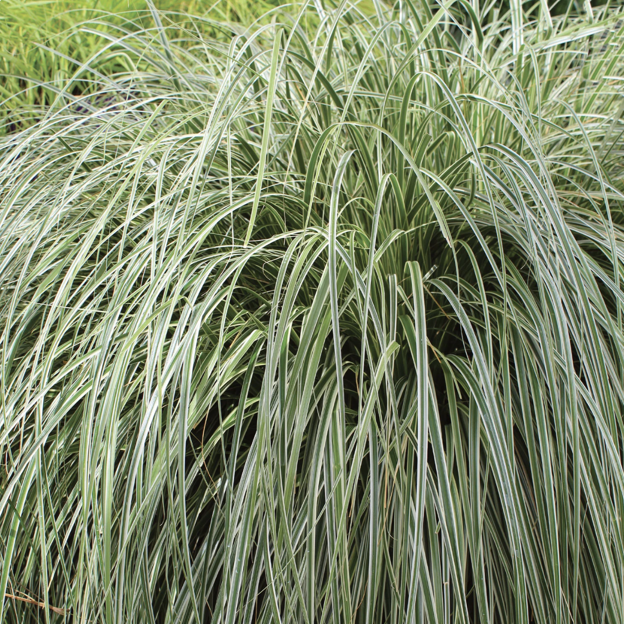 burpee, Feather Falls Carex Plant