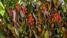 Red canna lily flowers