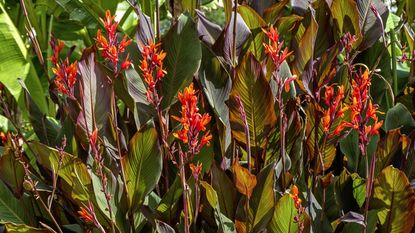 Red canna lily flowers