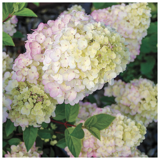 A close-up of a Strawberry Sundae Hydrangea Potted Bush