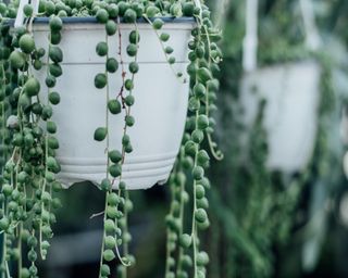 A string of pearls plant in closeup