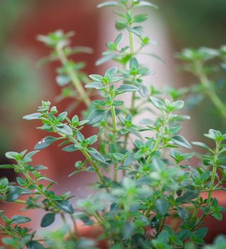 how to grow thyme: the best varieties
