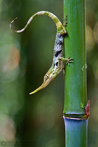 Pinocchio anoles are an endangered species and have been found in only four locations, mostly along a single stretch of road.