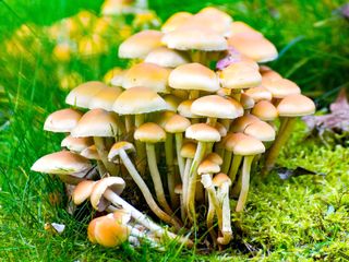 cluster of mushrooms growing wild in the garden