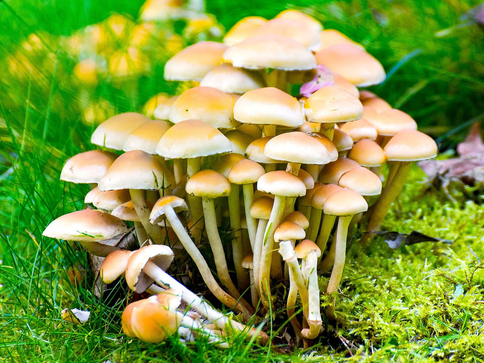 Why There Are Mushrooms In The Garden – And What To Do | Gardening Know How