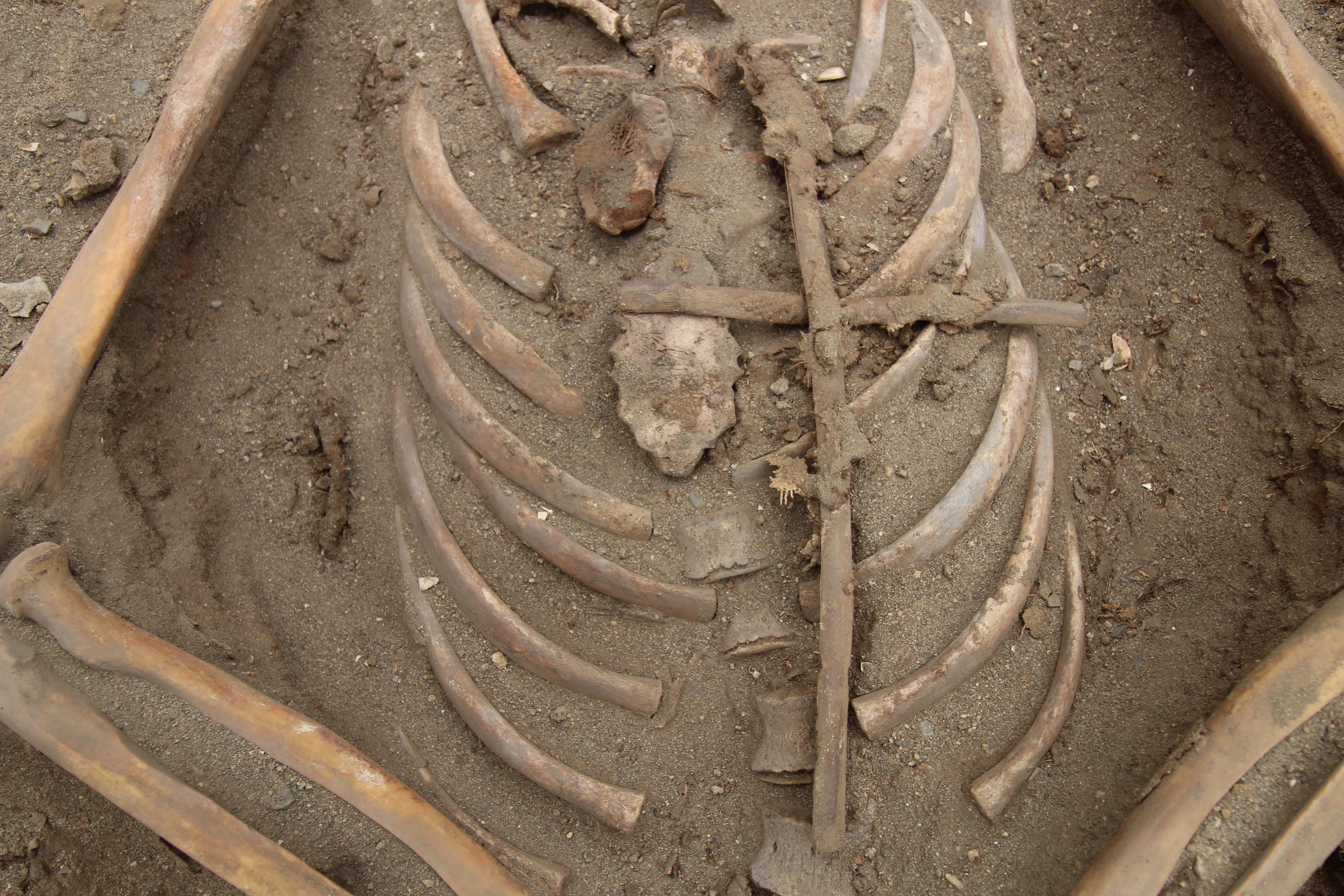 A close up of an adult skeleton showing a reed cross