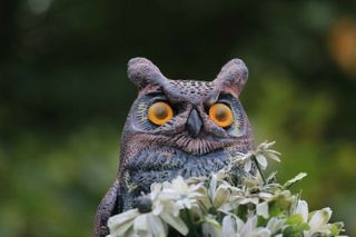 decoy owl to get rid of squirrels from garden