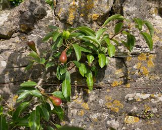 wall trained pear tree