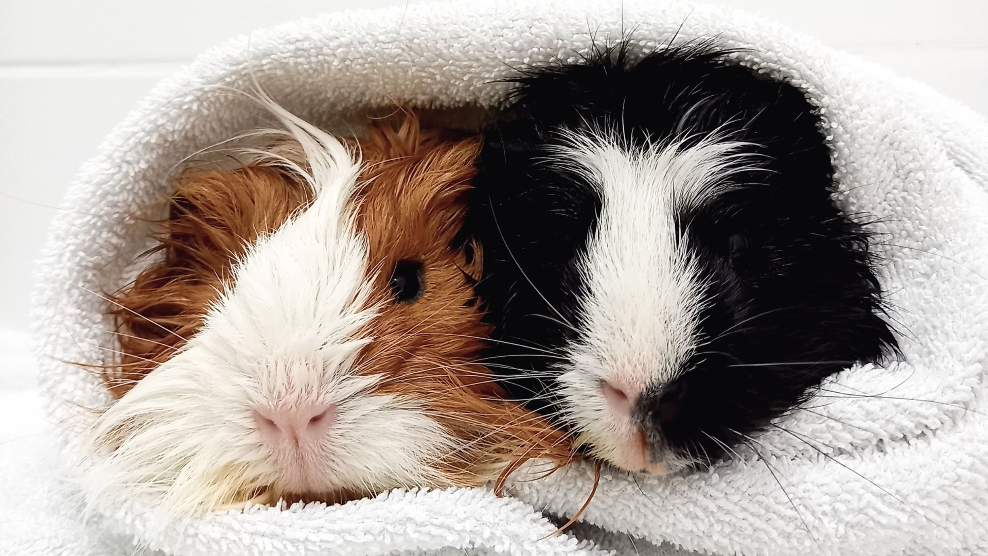 Two guinea pigs, one brown and white and the other black and white wrapped up in a towel