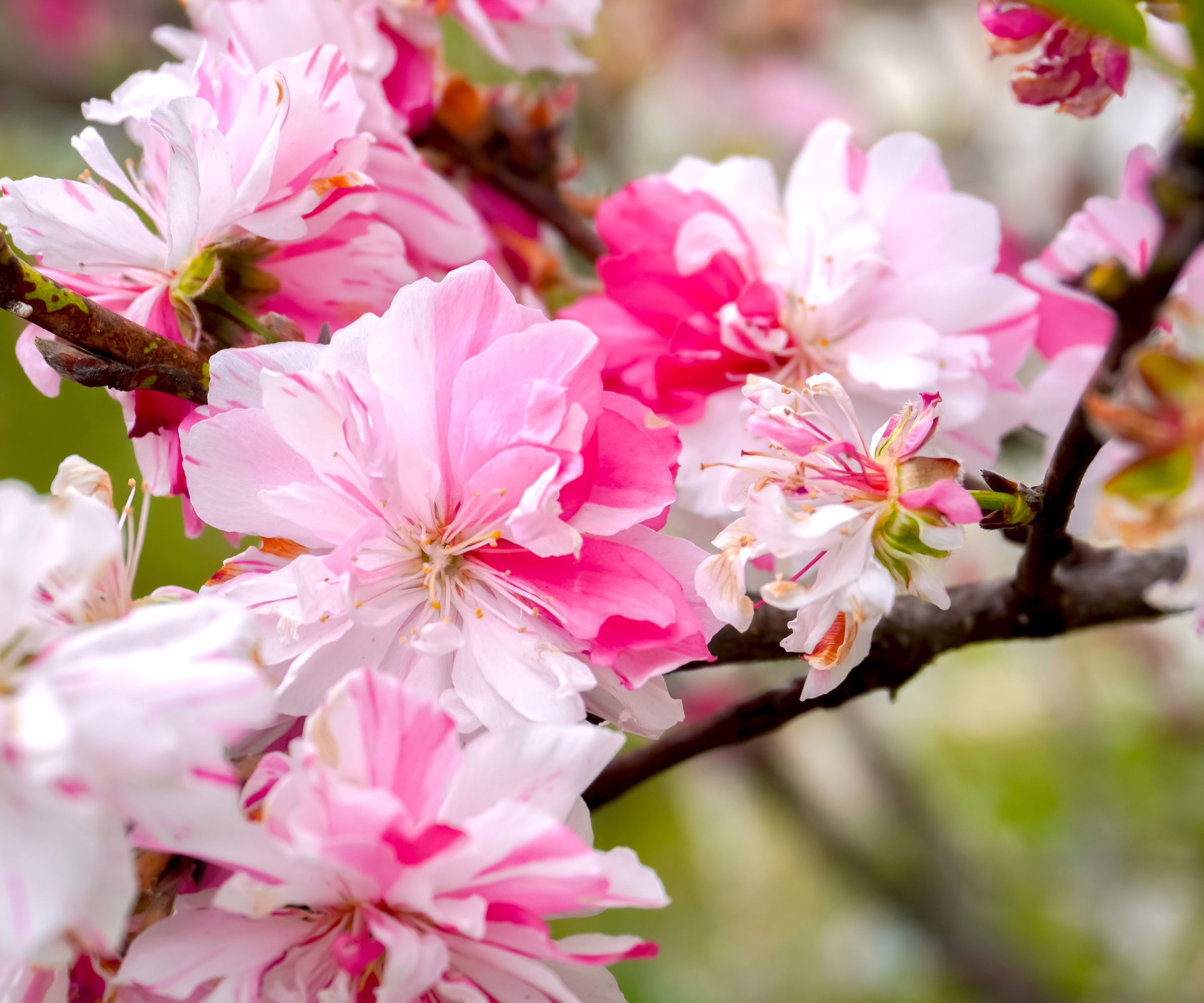 cherry blossom with pink flowers on branches