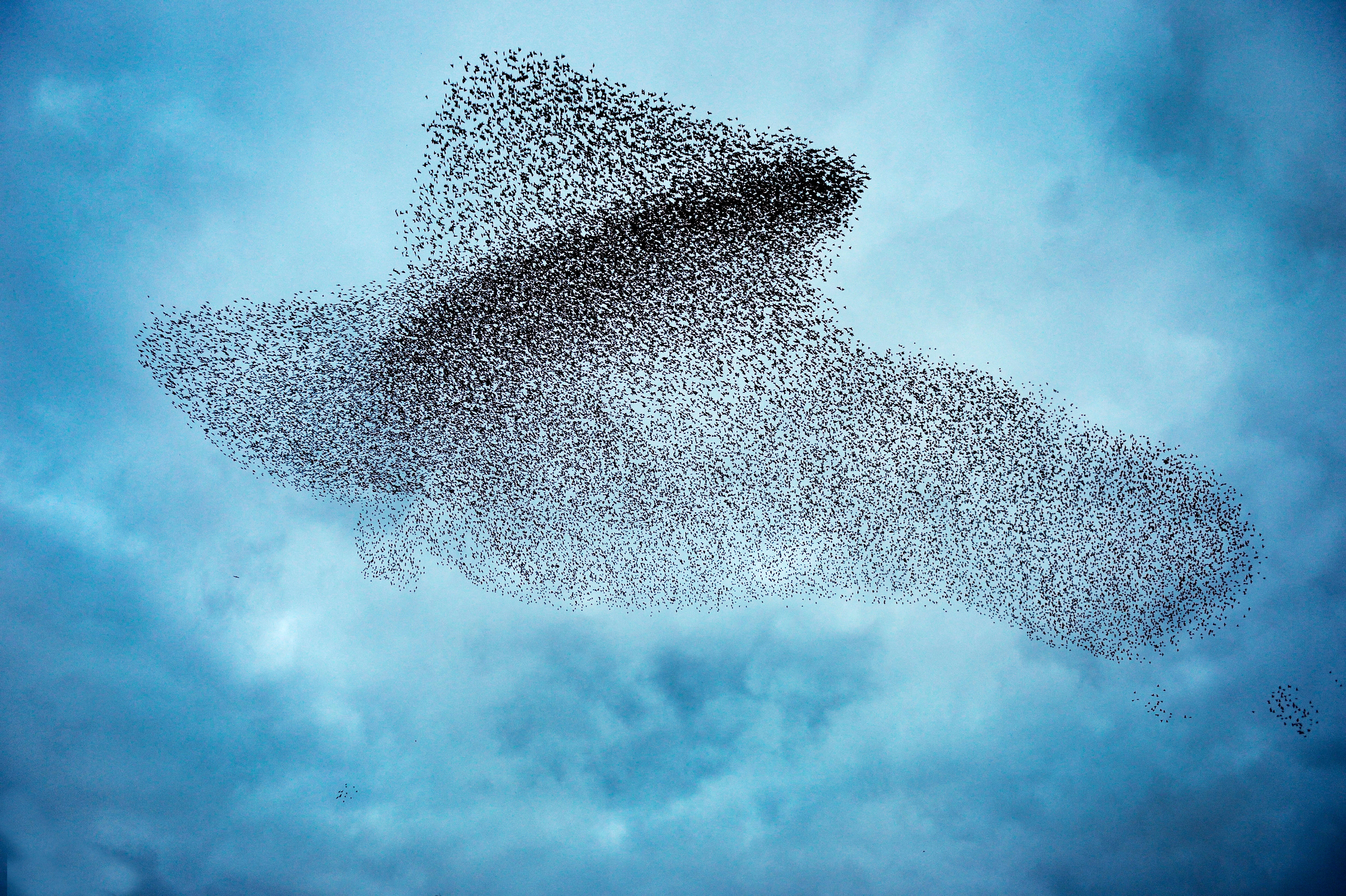 Starlings (Sturnus vulgarus) flocking before roosting this shape making in the sky is known as a murmuration Gretna Green Dumfries