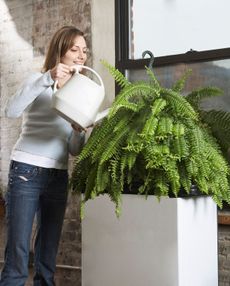 Woman Watering A Potted Fern Plant