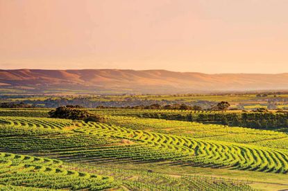 Australian wines Matthew Jukes