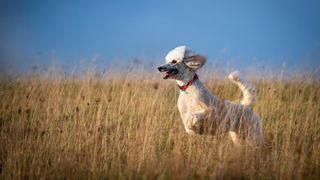 Poodle running