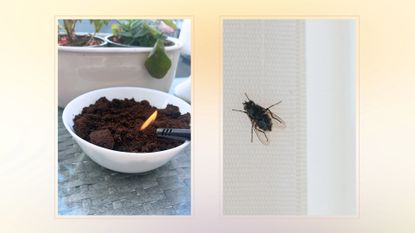 composite of bowl of coffee grounds being burnt and a household fly on a blind in home