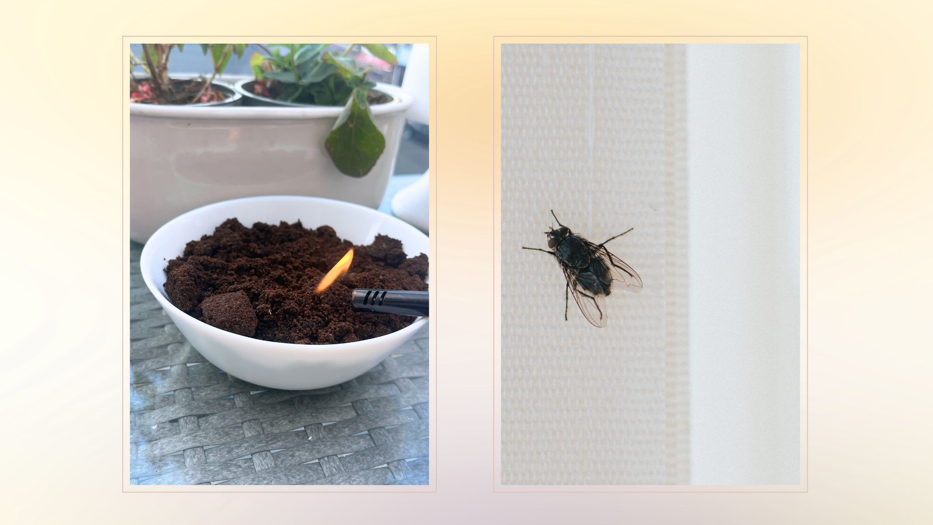 composite of bowl of coffee grounds being burnt and a household fly on a blind in home