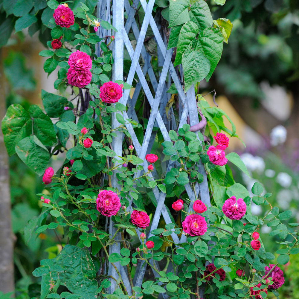 garden roses