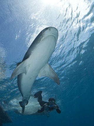 Jonathan Werry swims with tagged tiger shark