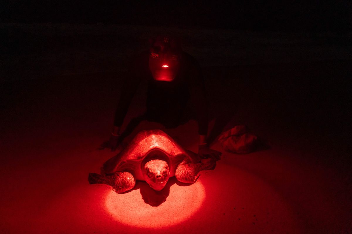 Turtle.