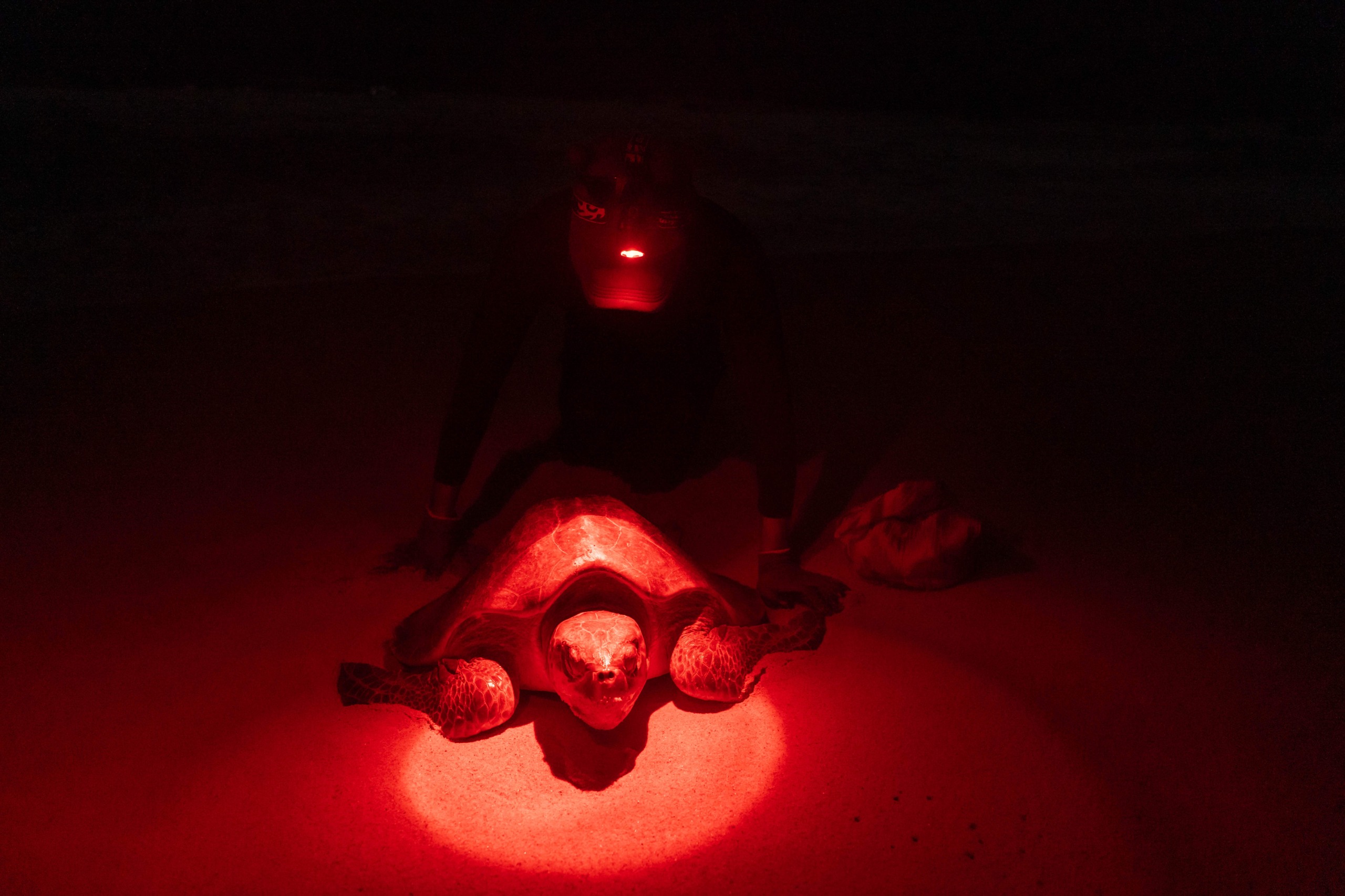 Turtle.