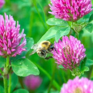 bed on red clover flower