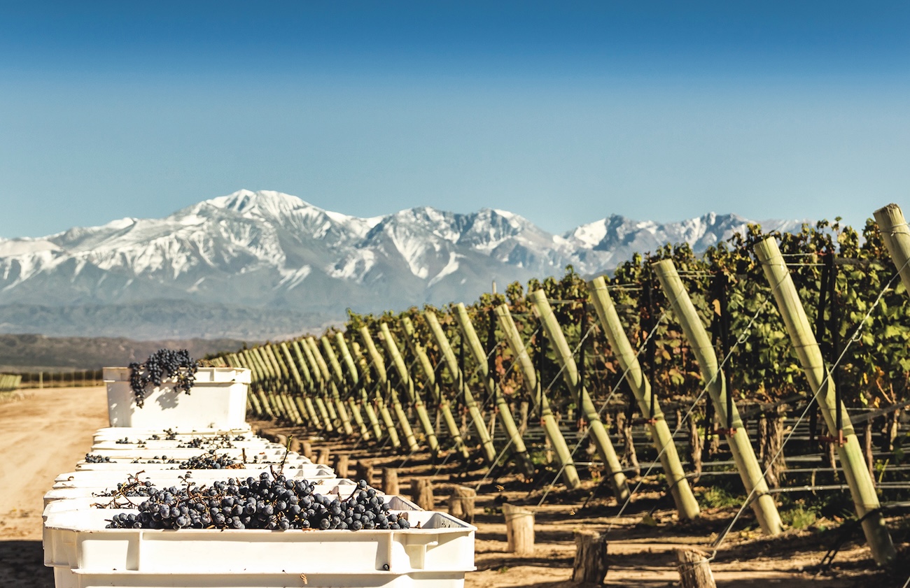 Malbec vines with the Andes in the background