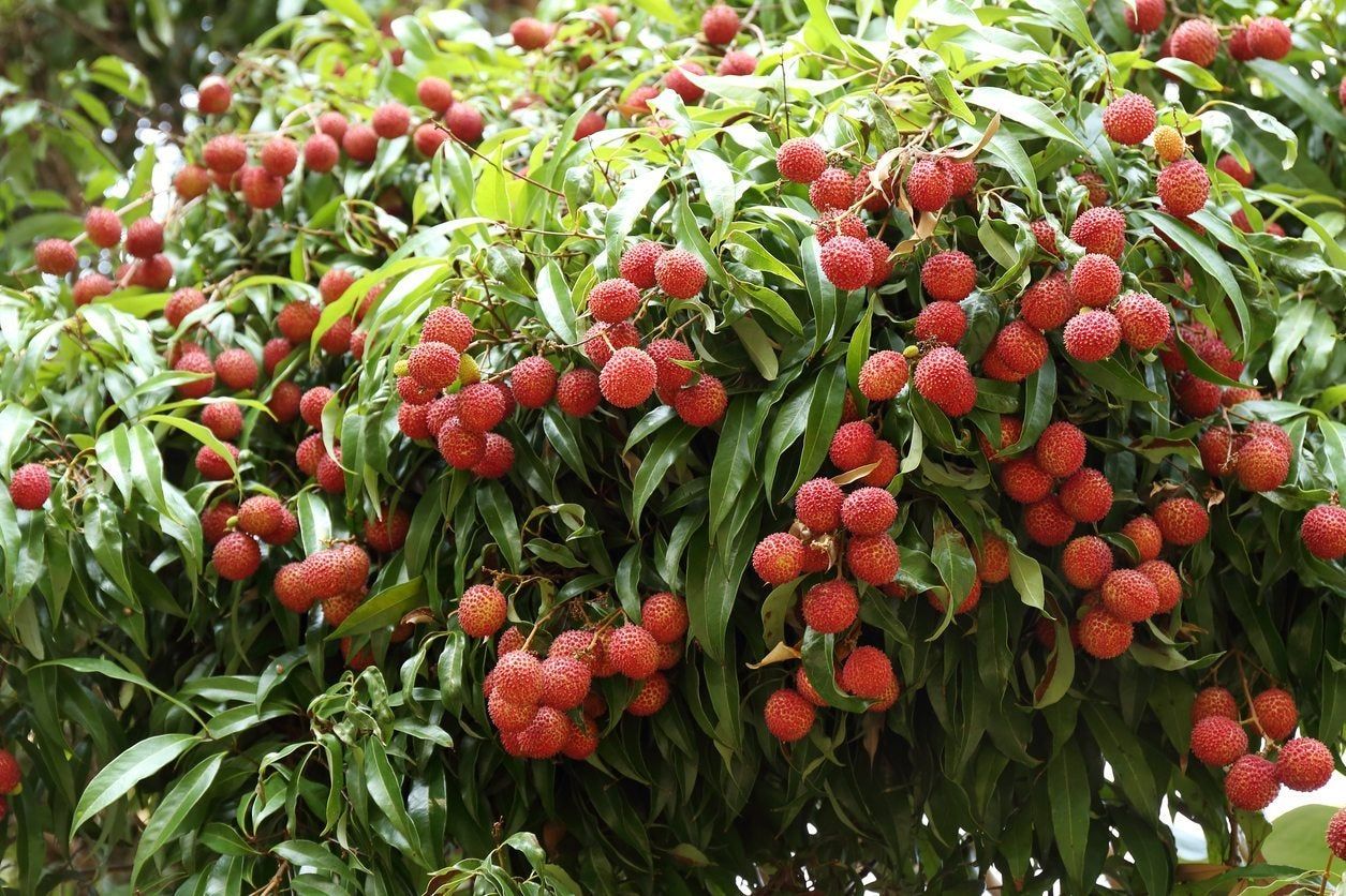 Lychee Fruit Tree Full Of Fruits