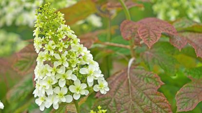 Close up of an oakleaf hydrangea flower with red-tinged leaves