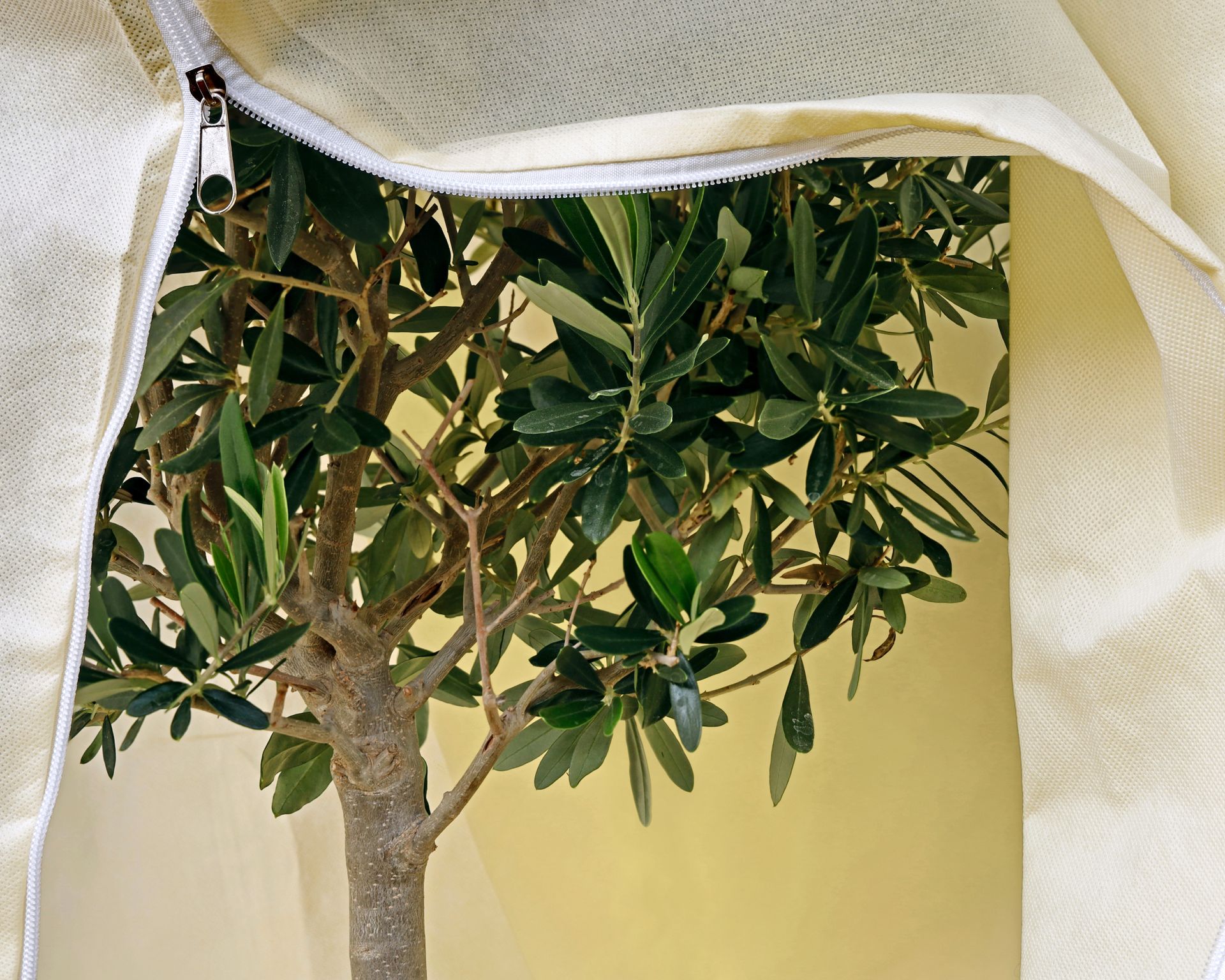 Close-up of an olive tree under a winter protection fleece jacket or plant cover with a zipper.