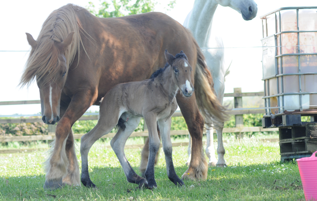 daisyfoal1
